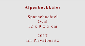 Alpenbockkäfer  Spanschachtel Oval12 x 9 x 5 cm  2017 Im Privatbesitz